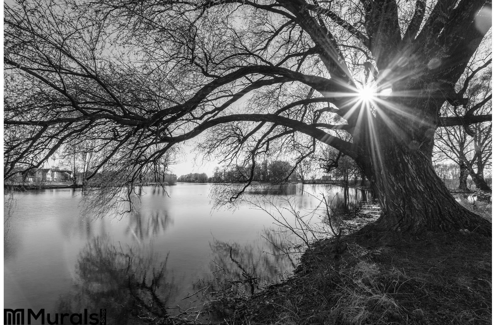 Black White Tree Silhouette Sunrise Time Wall Mural