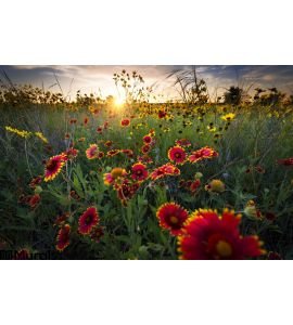Breezy Dawn Over Texas Wildflowers Wall Mural