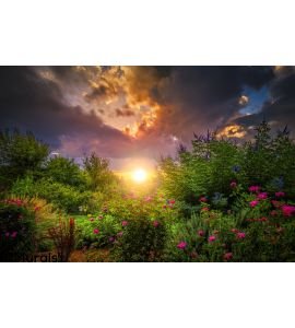 Rosegarden Sunrise Wall Mural