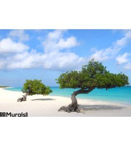 Divi Divi Trees Eagle Beach Aruba Wall Mural Wall art Wall decor