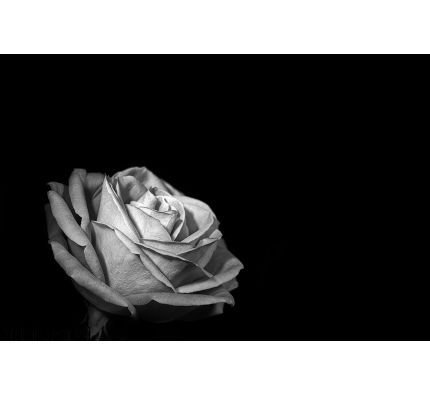 Rose Black Background Wall Mural Wall art Wall decor