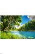 Clean lake in green spring summer forest Wall Mural Wall art Wall decor