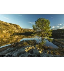 Tree Foreground Lake Bergen Norway Wall Mural