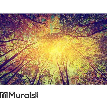 Autumn, fall trees. Sun shining through colorful Wall Mural Wall art Wall decor