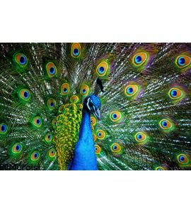 Peacock Wall Mural Wall Tapestry tapestries