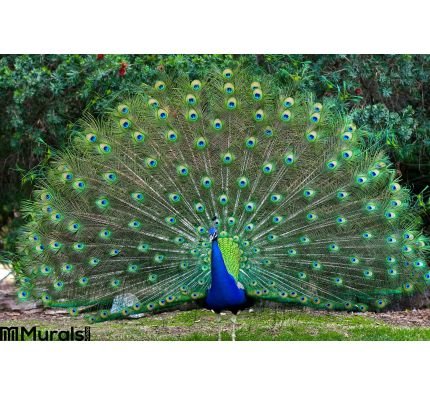 Peacock with fanned tail Wall Mural Wall Tapestry tapestries