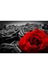 Romantic Greeting Card Red Rose Against Black White Roses Wall Mural Wall art Wall decor