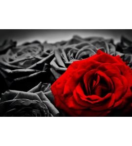 Romantic Greeting Card Red Rose Against Black White Roses Wall Mural