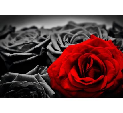 Romantic Greeting Card Red Rose Against Black White Roses Wall Mural Wall art Wall decor