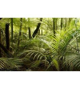 Jungle Wall Mural Wall art Wall decor