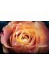 Red Orange Rose Flower Wall Mural Wall art Wall decor
