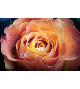 Red Orange Rose Flower Wall Mural Wall art Wall decor