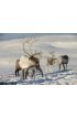 Reindeers Natural Environment Tromso Region Northern Norway Wall Mural Wall art Wall decor