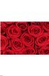 Background red roses on Valentine Wall Mural Wall art Wall decor