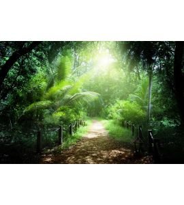 Way Jungle Seychelles Wall Mural Wall art Wall decor