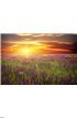 Field with grass, violet flowers and red poppies Wall Mural Wall art Wall decor