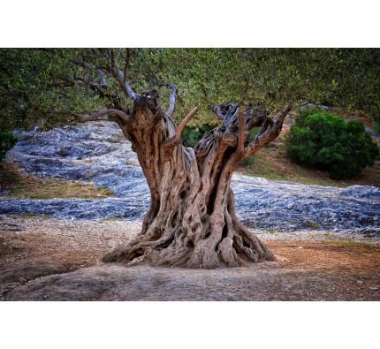 Old Olive Tree Trunk Roots Branches Wall Mural Wall Tapestry tapestries