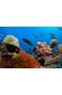 Coral reef Wall Mural Wall Tapestry tapestries