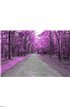 Forest road in autumn Wall Mural Wall art Wall decor