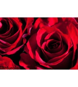 Red roses, close up Wall Mural