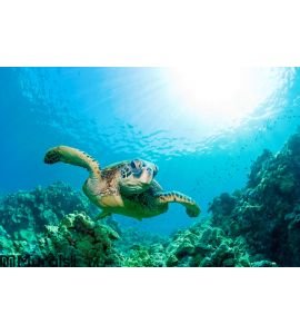 Sea turtle Wall Mural