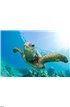 Sea turtle Wall Mural Wall art Wall decor