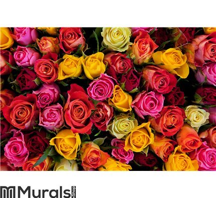 Colorful roses background Wall Mural Wall art Wall decor