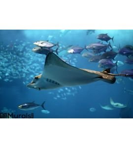 Detail of a manta ray swimming underwater Wall Mural