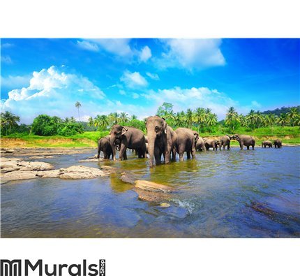Elephant group in the river Wall Mural Wall art Wall decor