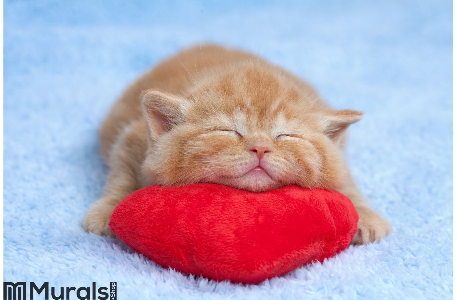 Киса руки. Спящие котики. Спящий котенок. Рыжий котенок с сердечком.