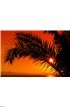 Palm tree during sunset Wall Mural Wall art Wall decor