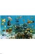 Panorama in a coral reef with shoal of fish Wall Mural Wall art Wall decor