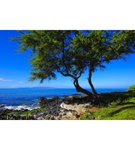 Beach Tree Vision Wall Mural Wall art Wall decor