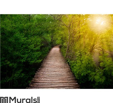 Deep forest pathway in the sunshine Wall Mural Wall art Wall decor